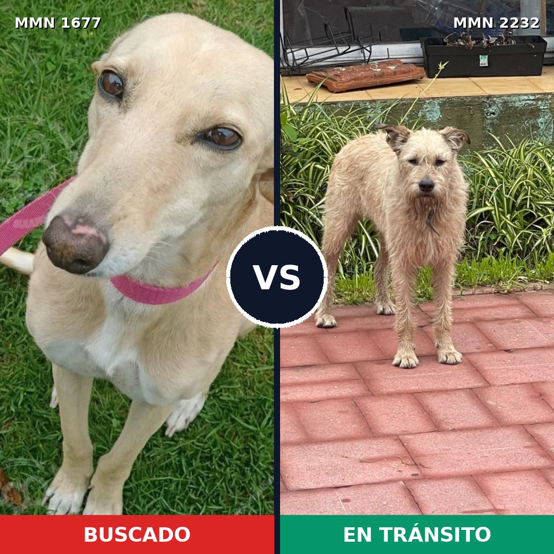 Comparativa MMS 67054: mascota perdida y mascota encontrada, 46% de similitud