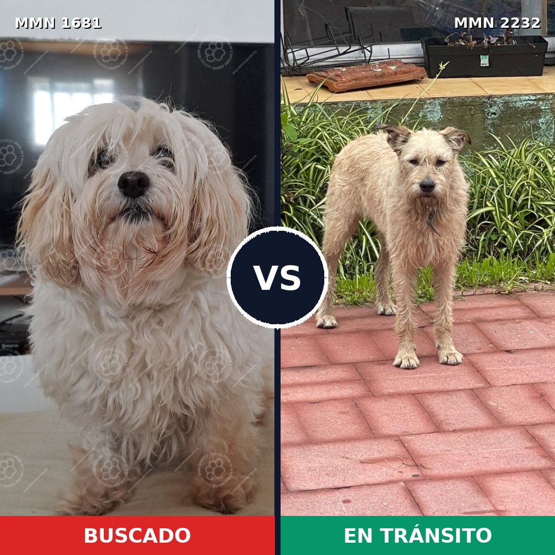 Comparativa MMS 67055: mascota perdida y mascota encontrada, 37% de similitud