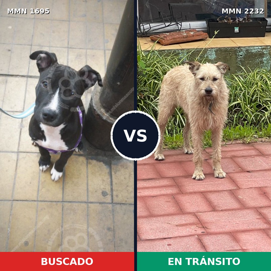 Comparativa MMS 67056: mascota perdida y mascota encontrada, 31% de similitud