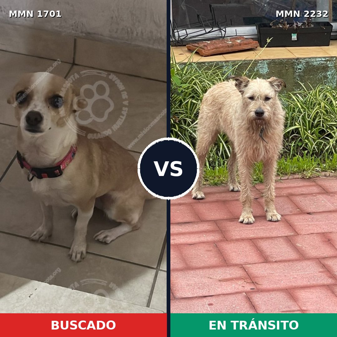 Comparativa MMS 67057: mascota perdida y mascota encontrada, 39% de similitud