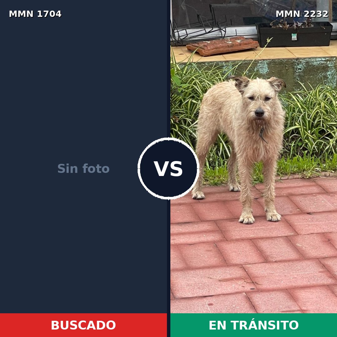 Comparativa MMS 67058: mascota perdida y mascota encontrada, 39% de similitud