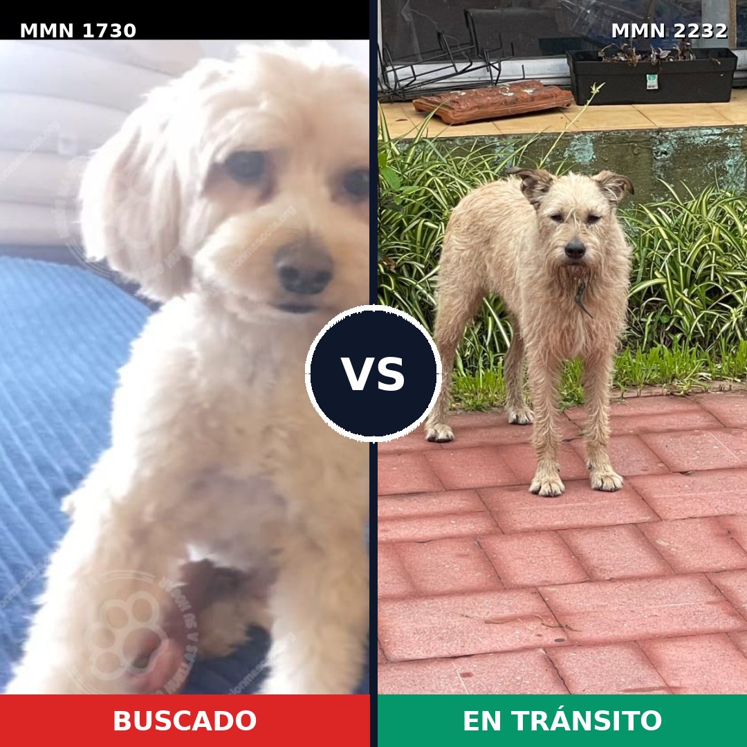 Comparativa MMS 67059: mascota perdida y mascota encontrada, 48% de similitud