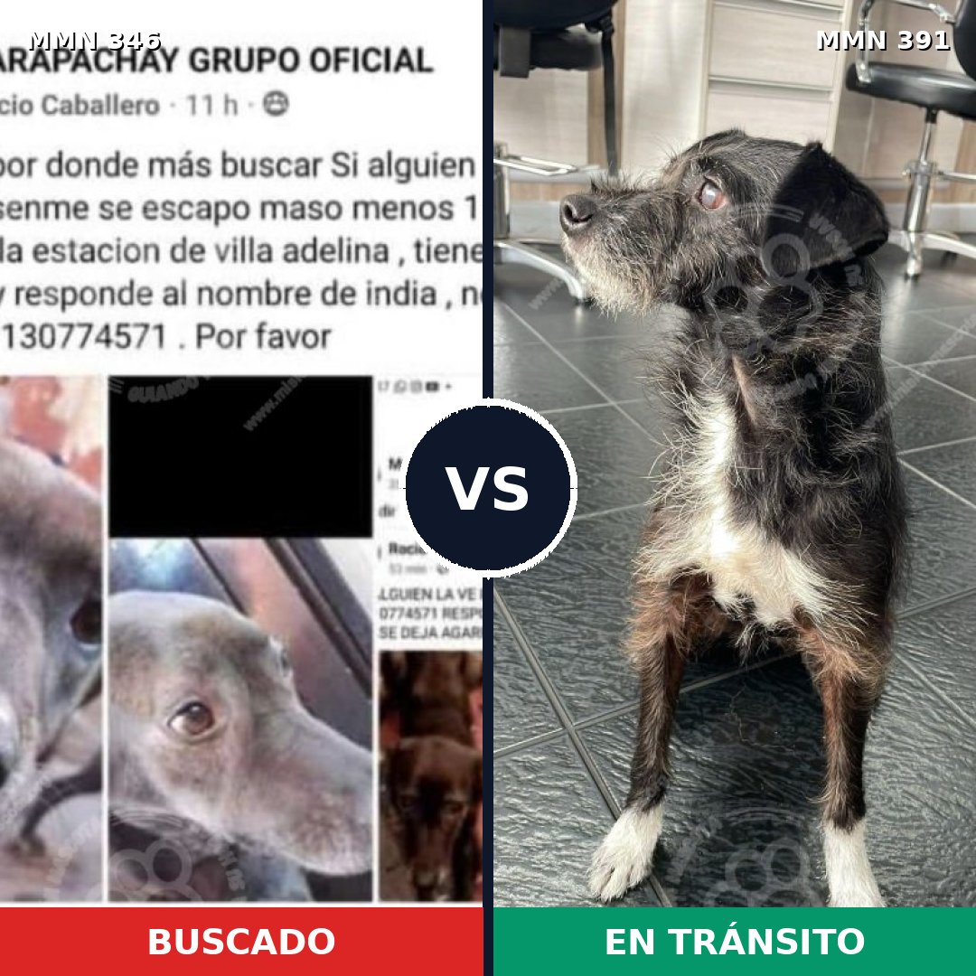 Comparativa MMS 6706: mascota perdida y mascota encontrada, 14% de similitud