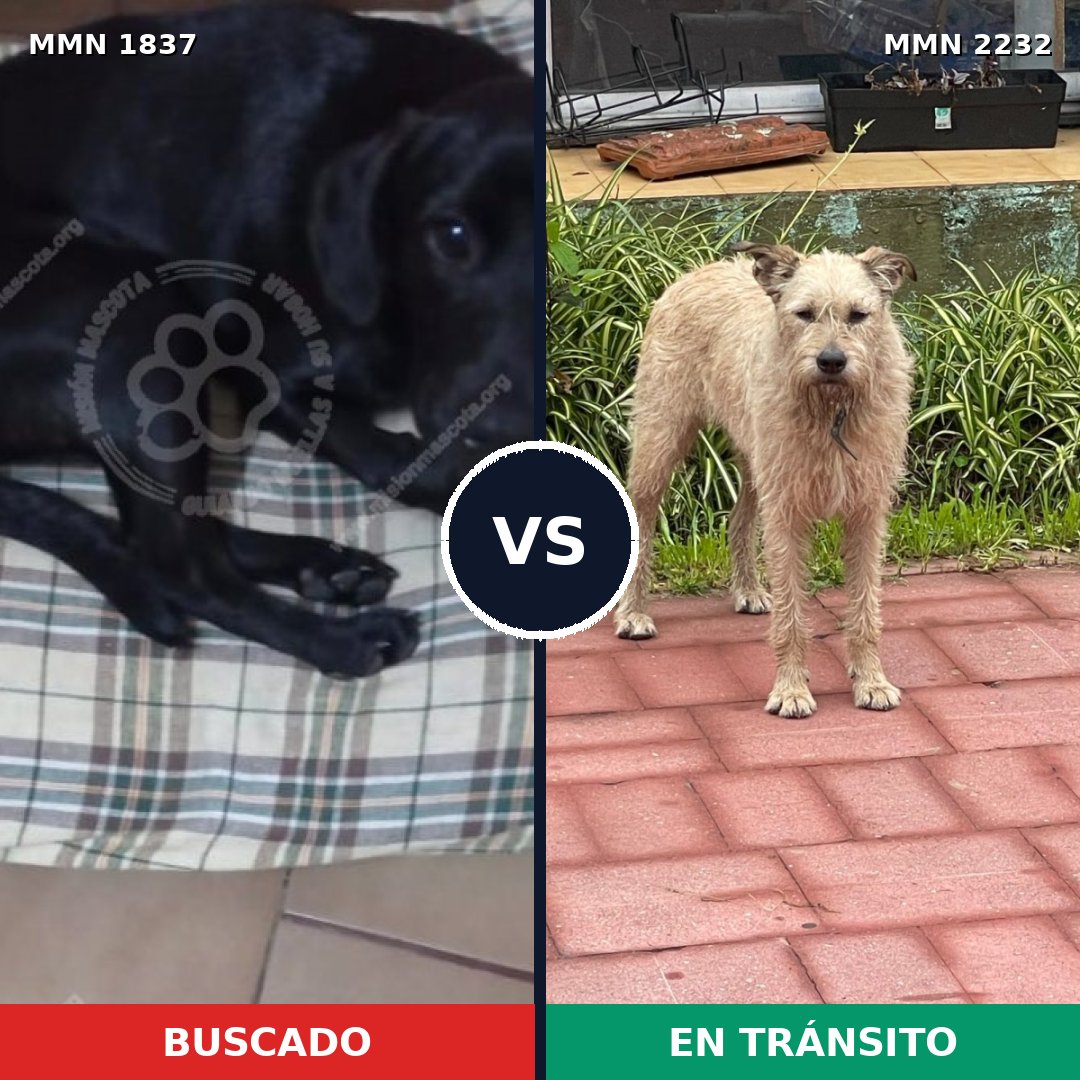 Comparativa MMS 67063: mascota perdida y mascota encontrada, 56% de similitud
