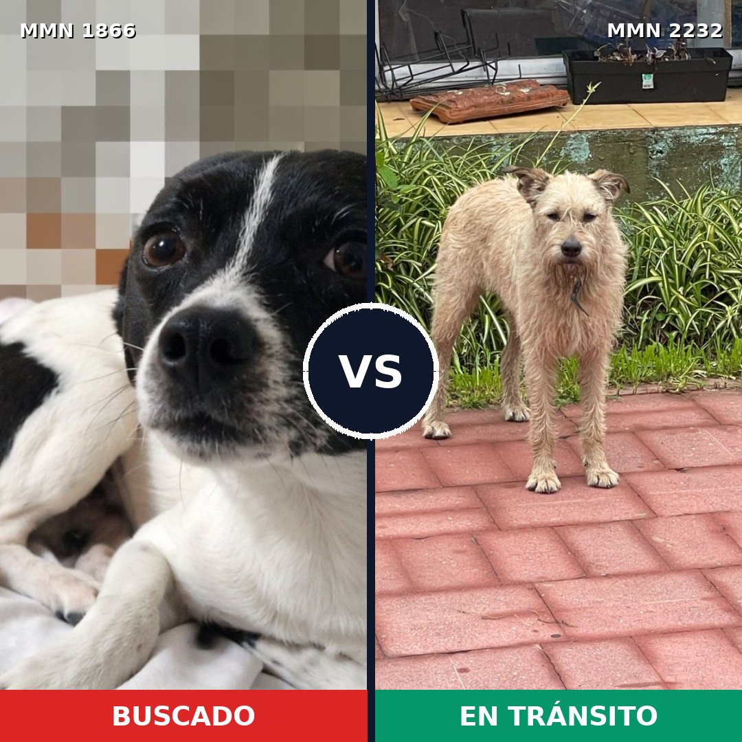 Comparativa MMS 67064: mascota perdida y mascota encontrada, 53% de similitud