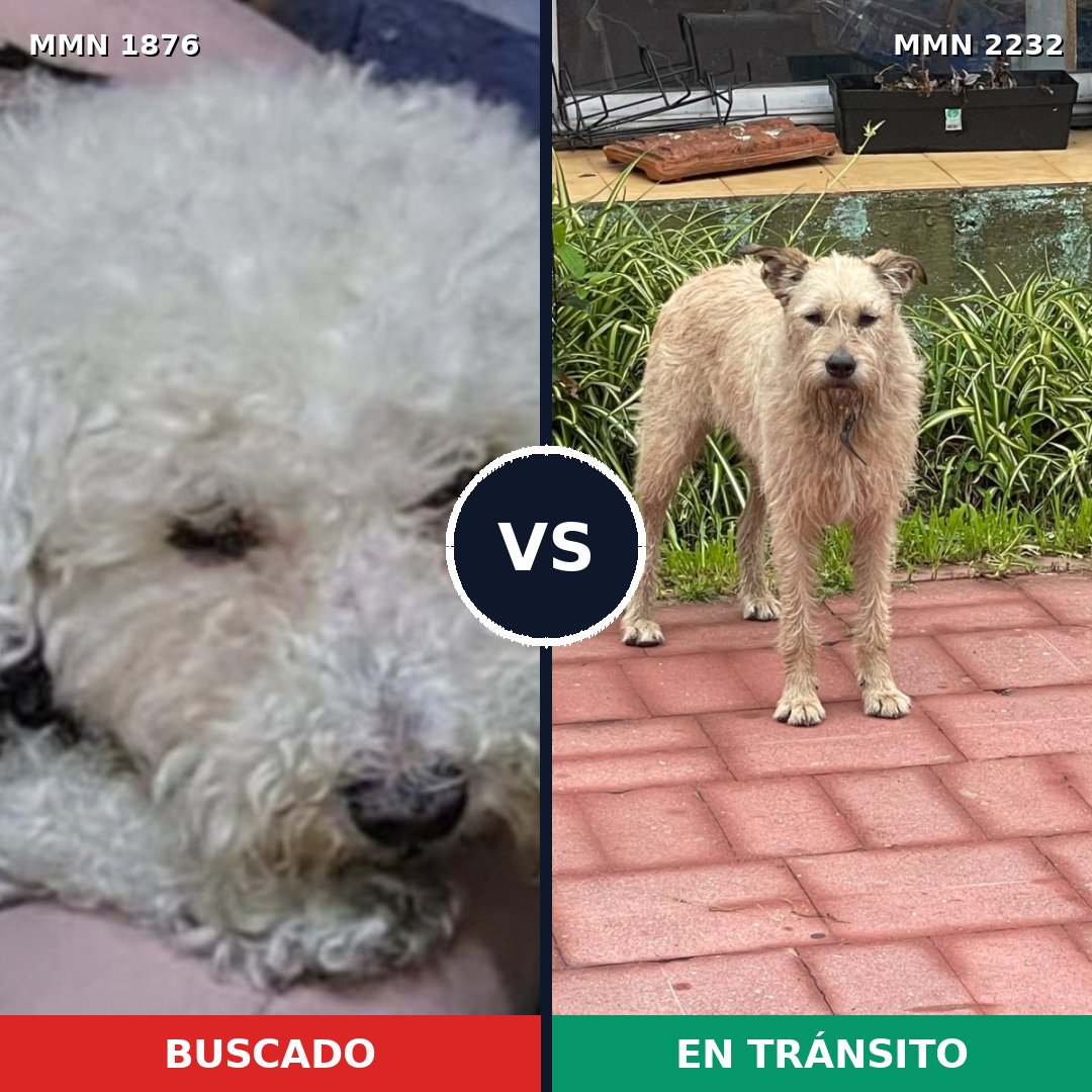 Comparativa MMS 67065: mascota perdida y mascota encontrada, 37% de similitud