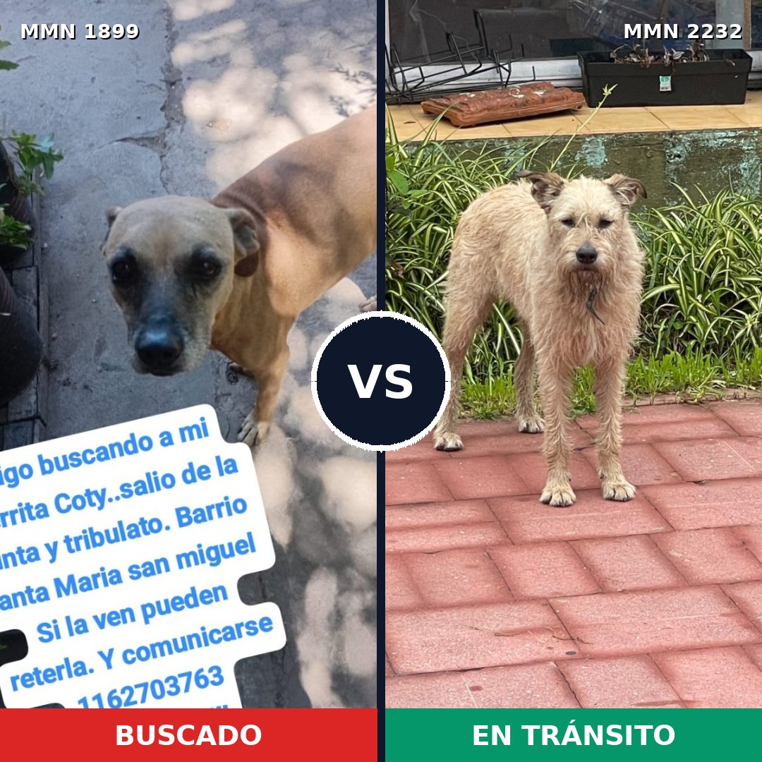 Comparativa MMS 67066: mascota perdida y mascota encontrada, 75% de similitud