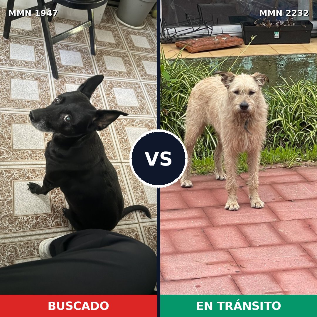 Comparativa MMS 67067: mascota perdida y mascota encontrada, 55% de similitud