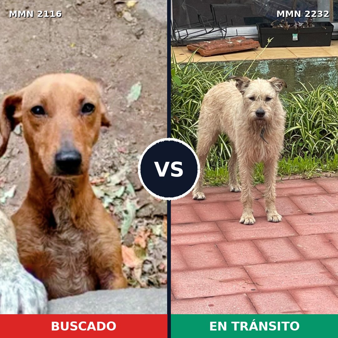 Comparativa MMS 67069: mascota perdida y mascota encontrada, 40% de similitud
