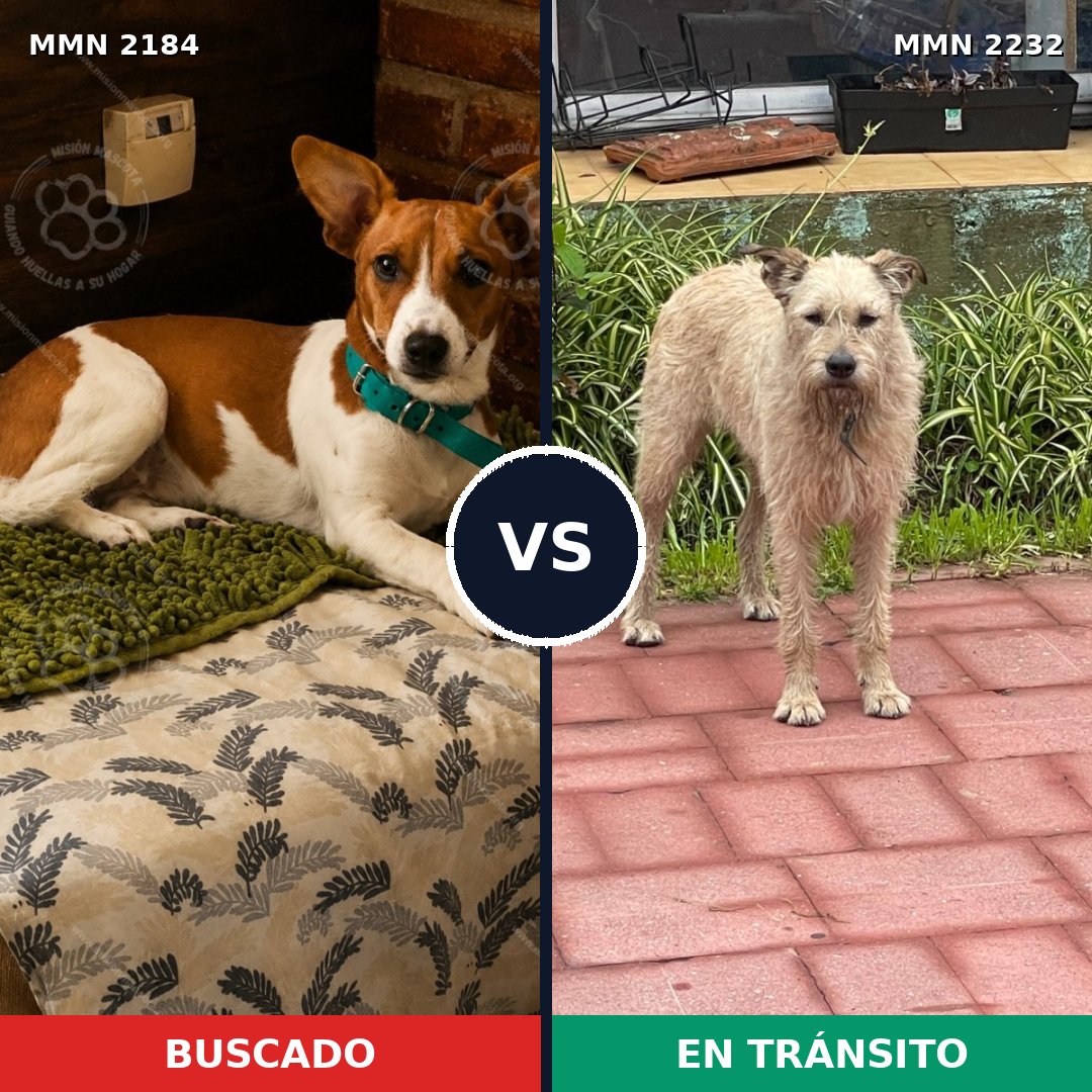Comparativa MMS 67073: mascota perdida y mascota encontrada, 41% de similitud