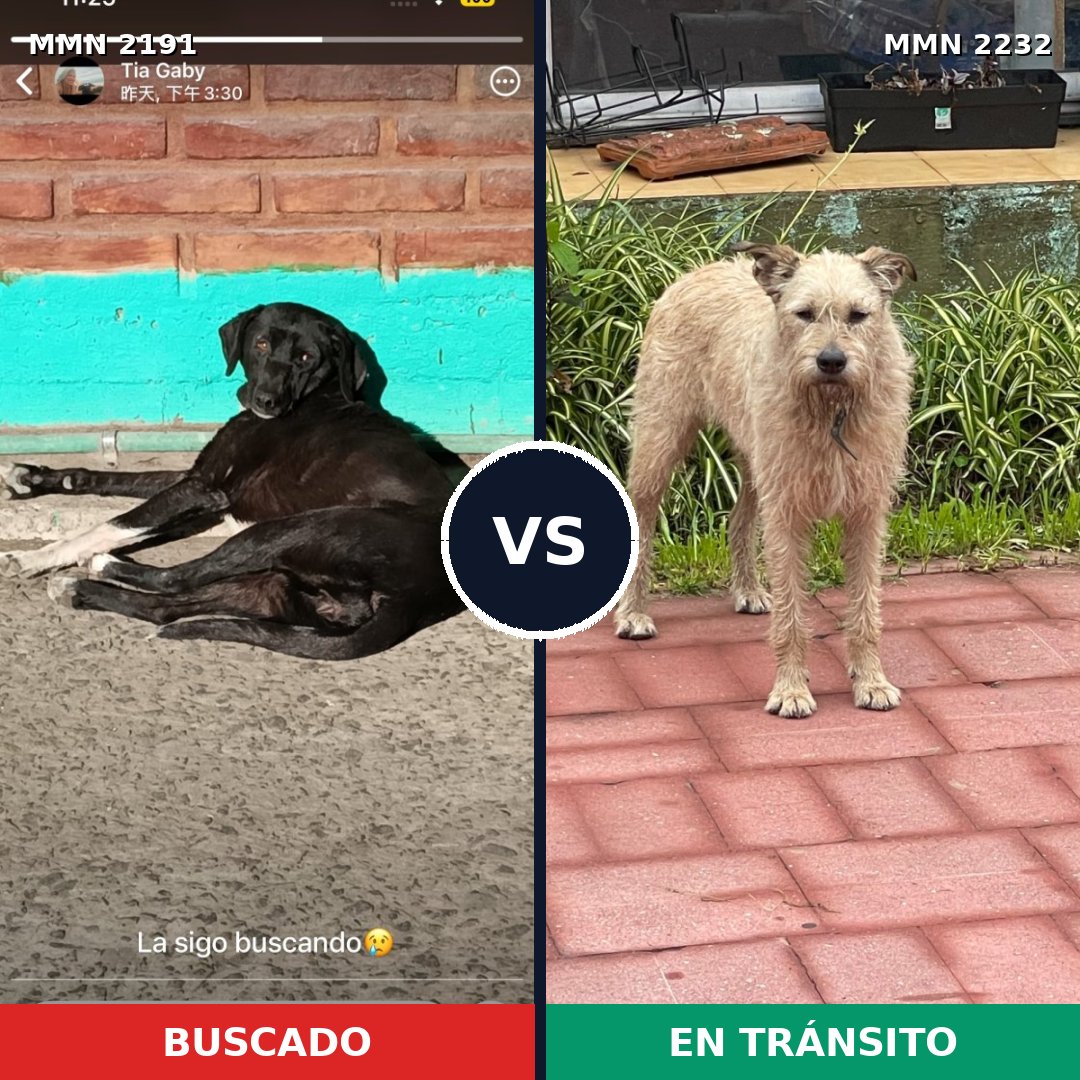 Comparativa MMS 67074: mascota perdida y mascota encontrada, 51% de similitud