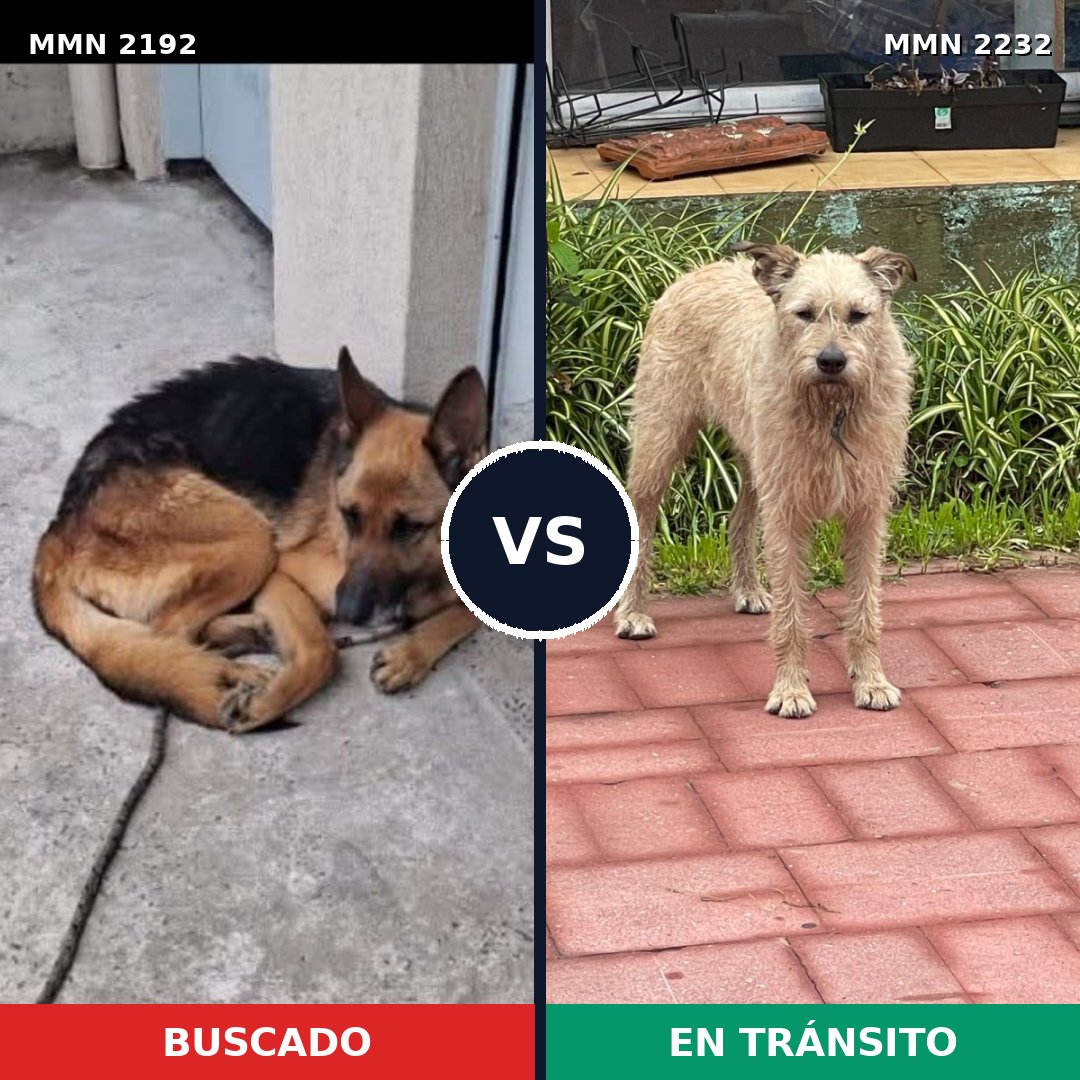 Comparativa MMS 67075: mascota perdida y mascota encontrada, 27% de similitud