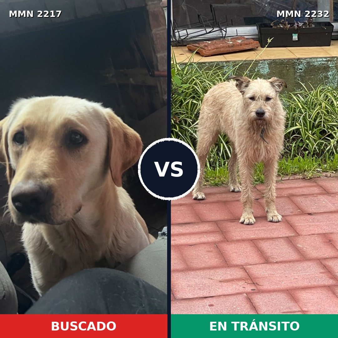 Comparativa MMS 67076: mascota perdida y mascota encontrada, 60% de similitud