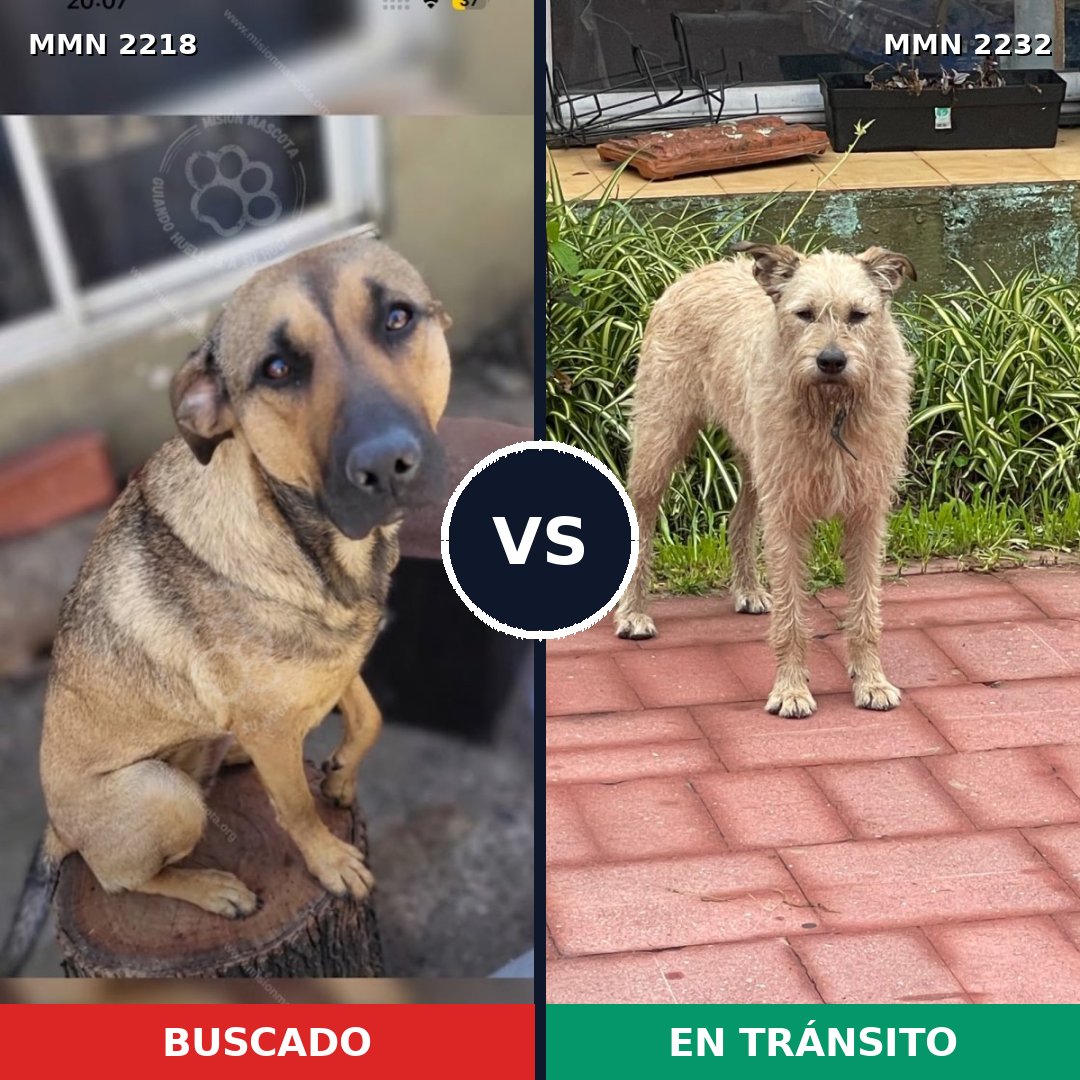 Comparativa MMS 67077: mascota perdida y mascota encontrada, 53% de similitud
