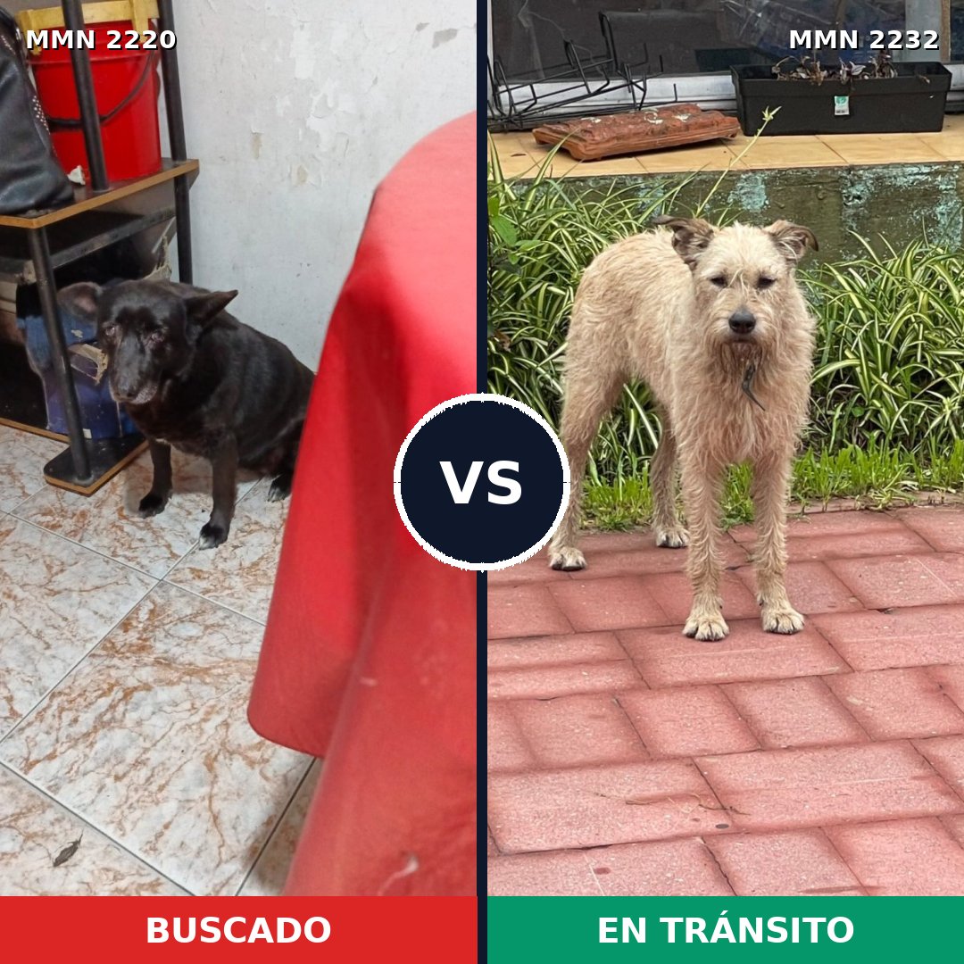 Comparativa MMS 67078: mascota perdida y mascota encontrada, 59% de similitud