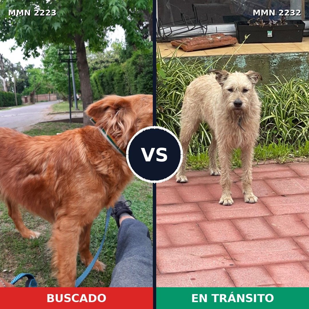 Comparativa MMS 67079: mascota perdida y mascota encontrada, 54% de similitud