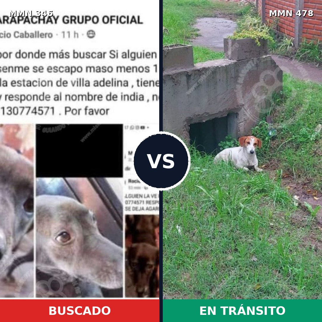 Comparativa MMS 6708: mascota perdida y mascota encontrada, 12% de similitud