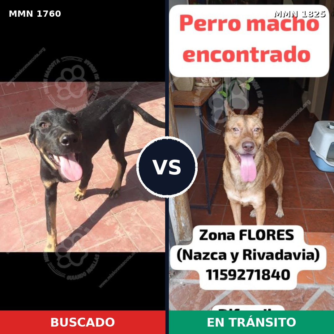 Comparativa MMS 67080: mascota perdida y mascota encontrada, 54% de similitud
