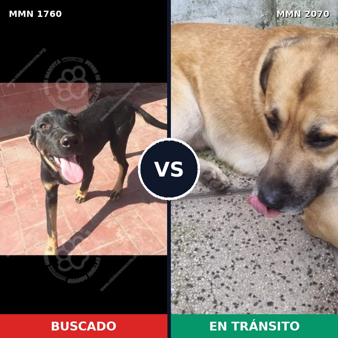 Comparativa MMS 67082: mascota perdida y mascota encontrada, 58% de similitud