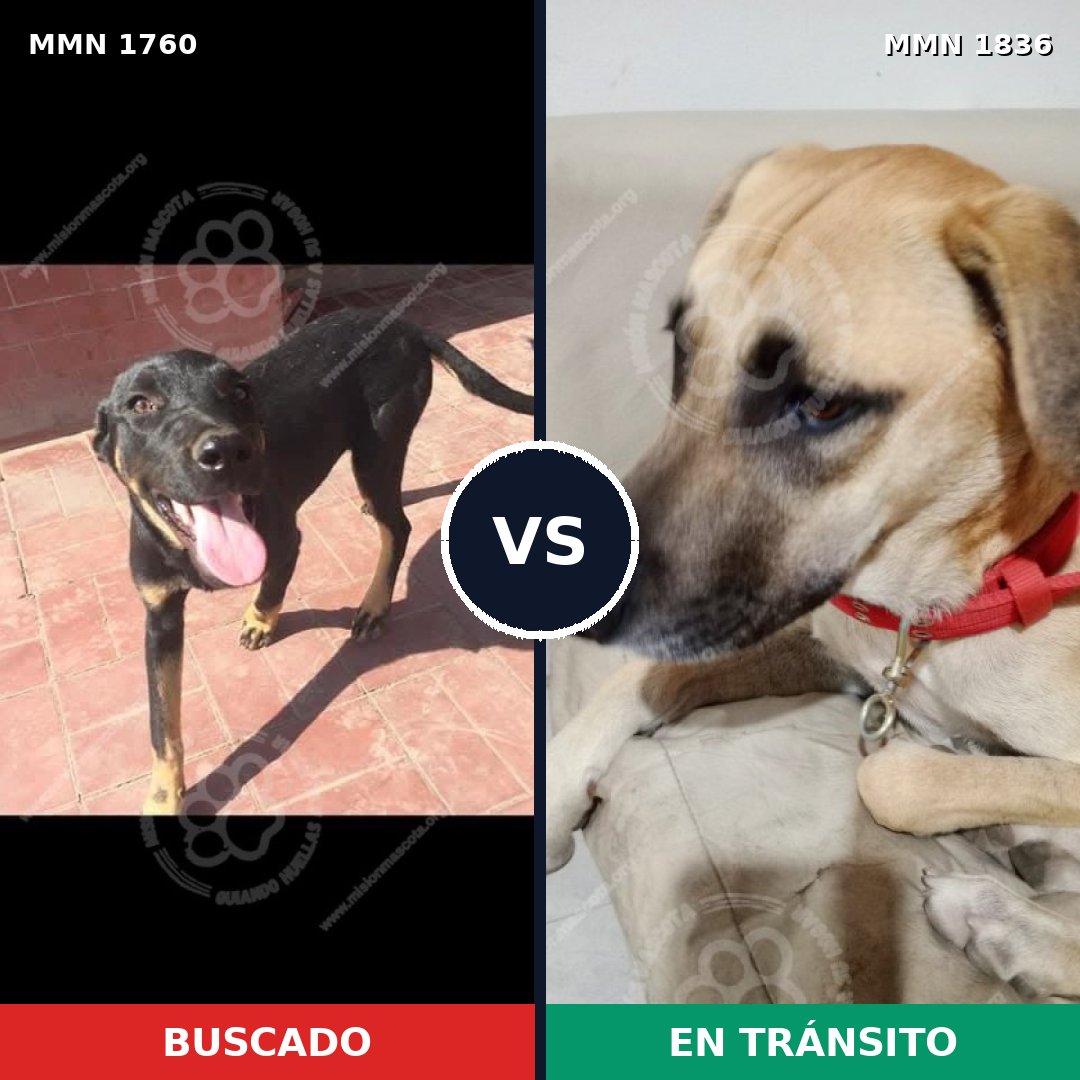 Comparativa MMS 67084: mascota perdida y mascota encontrada, 50% de similitud
