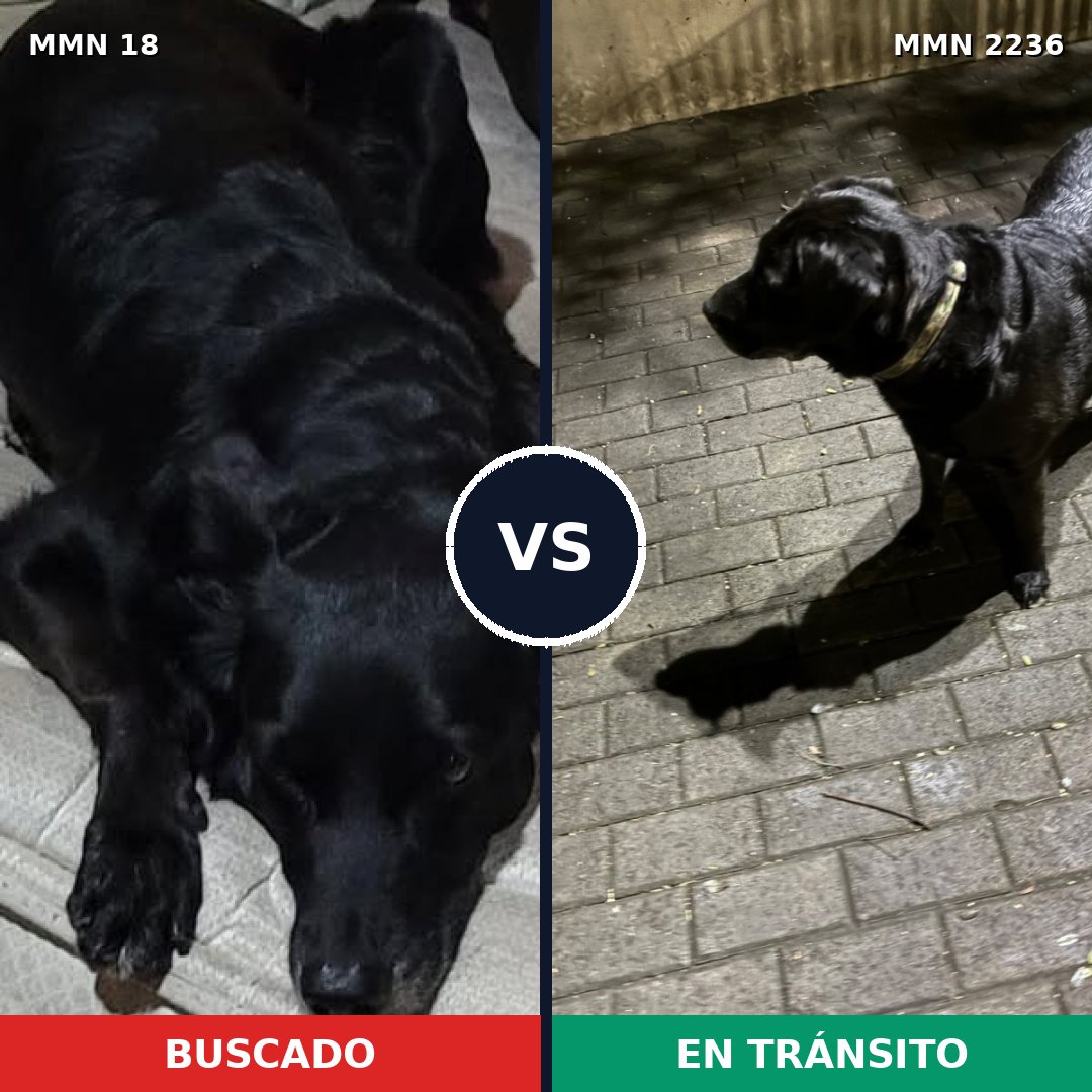 Comparativa MMS 67085: mascota perdida y mascota encontrada, 80% de similitud