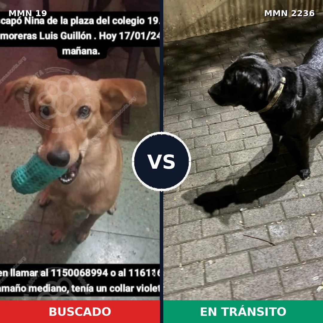 Comparativa MMS 67086: mascota perdida y mascota encontrada, 53% de similitud