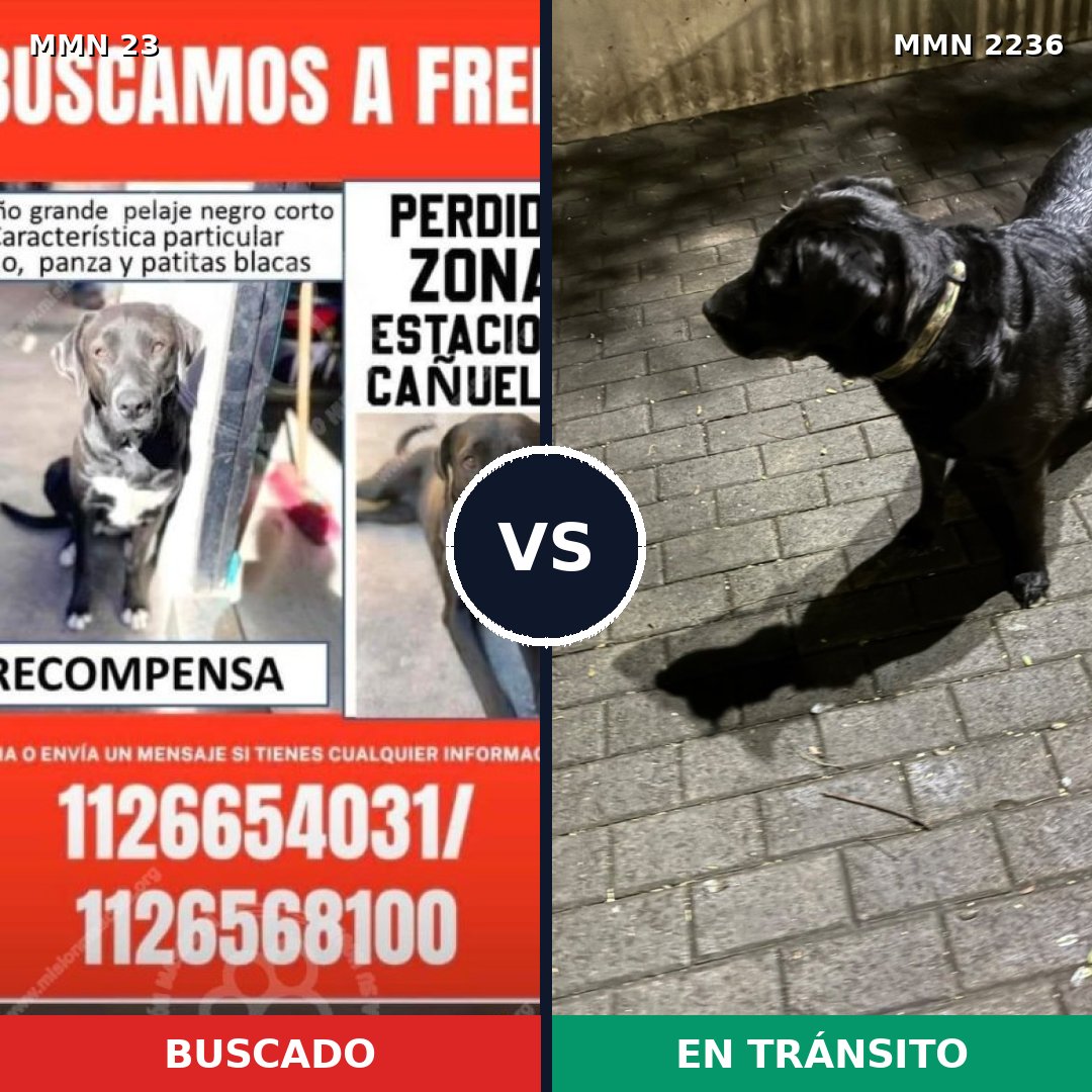 Comparativa MMS 67087: mascota perdida y mascota encontrada, 81% de similitud