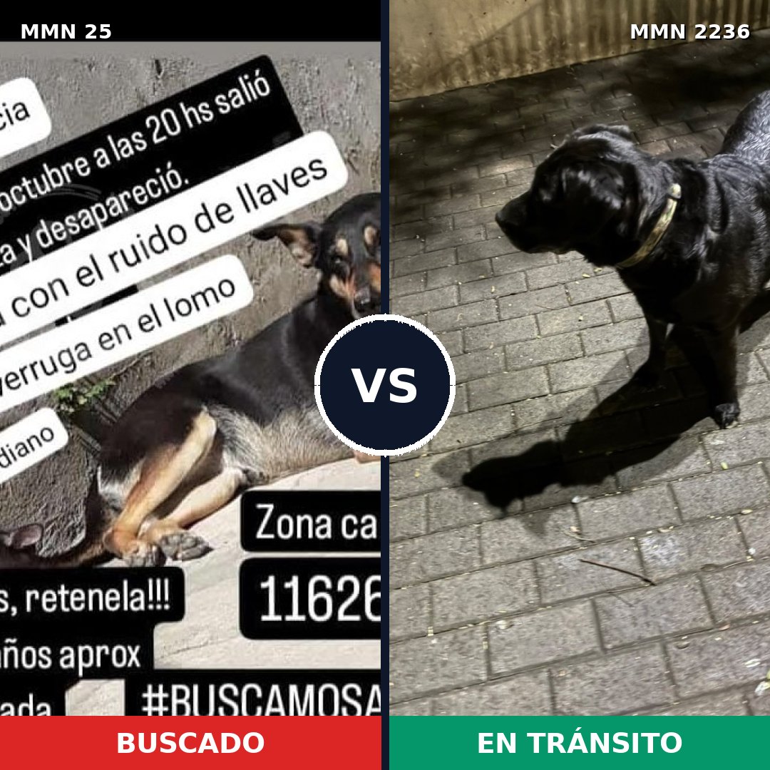 Comparativa MMS 67089: mascota perdida y mascota encontrada, 61% de similitud