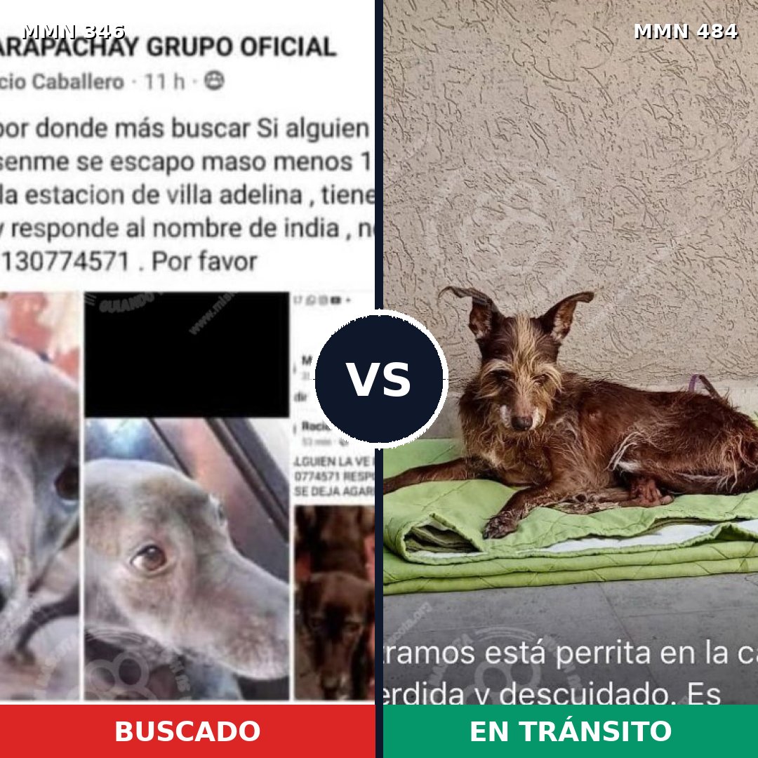 Comparativa MMS 6709: mascota perdida y mascota encontrada, 12% de similitud