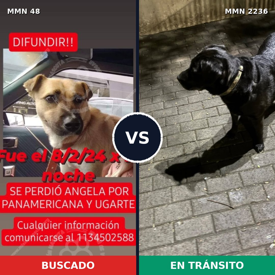 Comparativa MMS 67092: mascota perdida y mascota encontrada, 53% de similitud