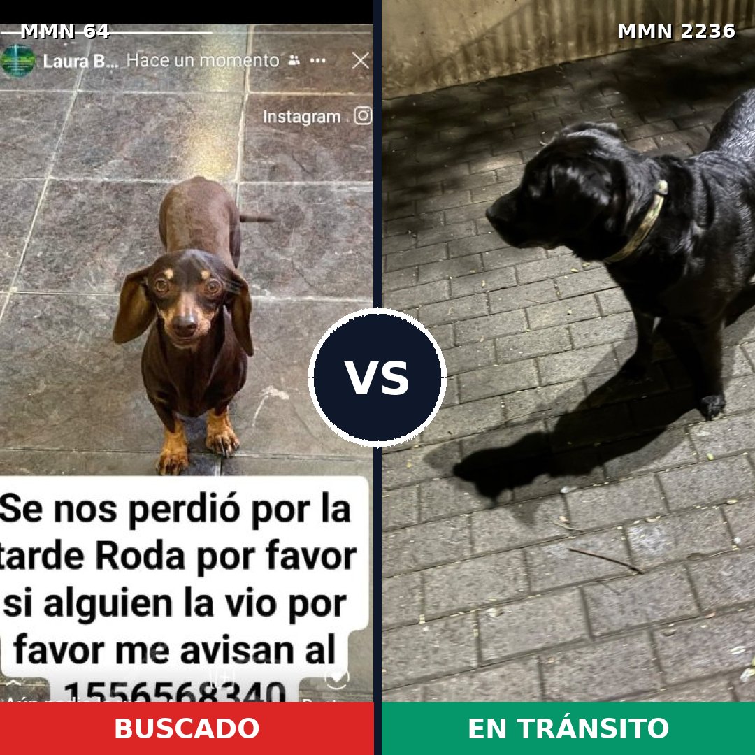Comparativa MMS 67094: mascota perdida y mascota encontrada, 25% de similitud