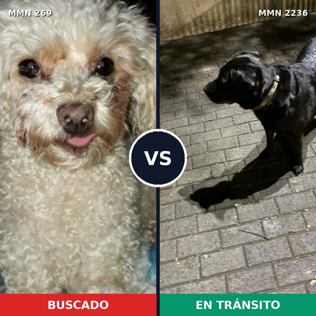 Comparativa MMS 67097: mascota perdida y mascota encontrada, 24% de similitud