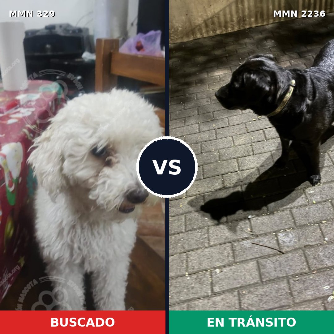 Comparativa MMS 67098: mascota perdida y mascota encontrada, 25% de similitud