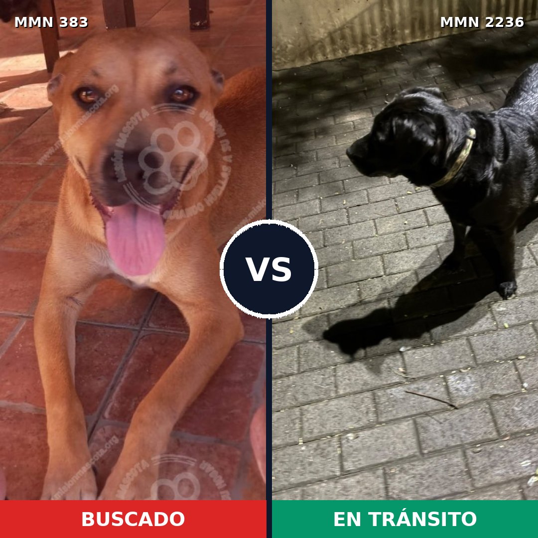 Comparativa MMS 67099: mascota perdida y mascota encontrada, 34% de similitud