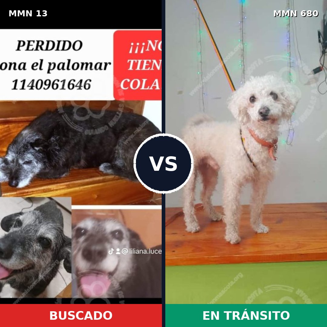 Comparativa MMS 671: mascota perdida y mascota encontrada, 31% de similitud