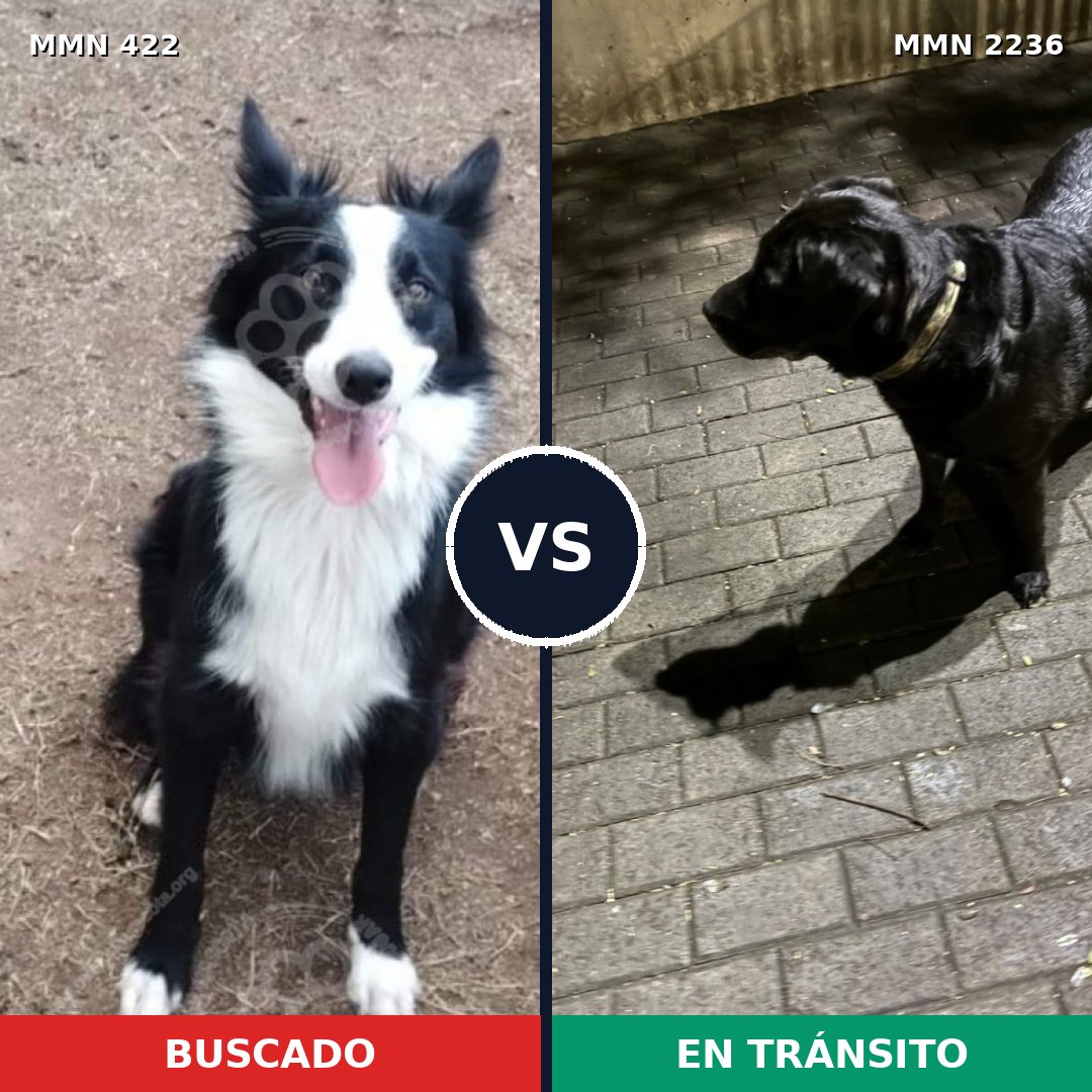 Comparativa MMS 67100: mascota perdida y mascota encontrada, 33% de similitud