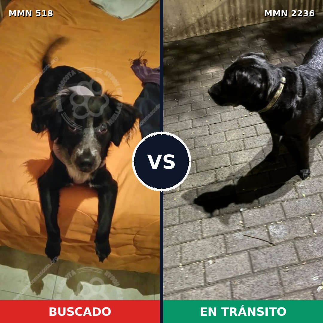 Comparativa MMS 67103: mascota perdida y mascota encontrada, 46% de similitud
