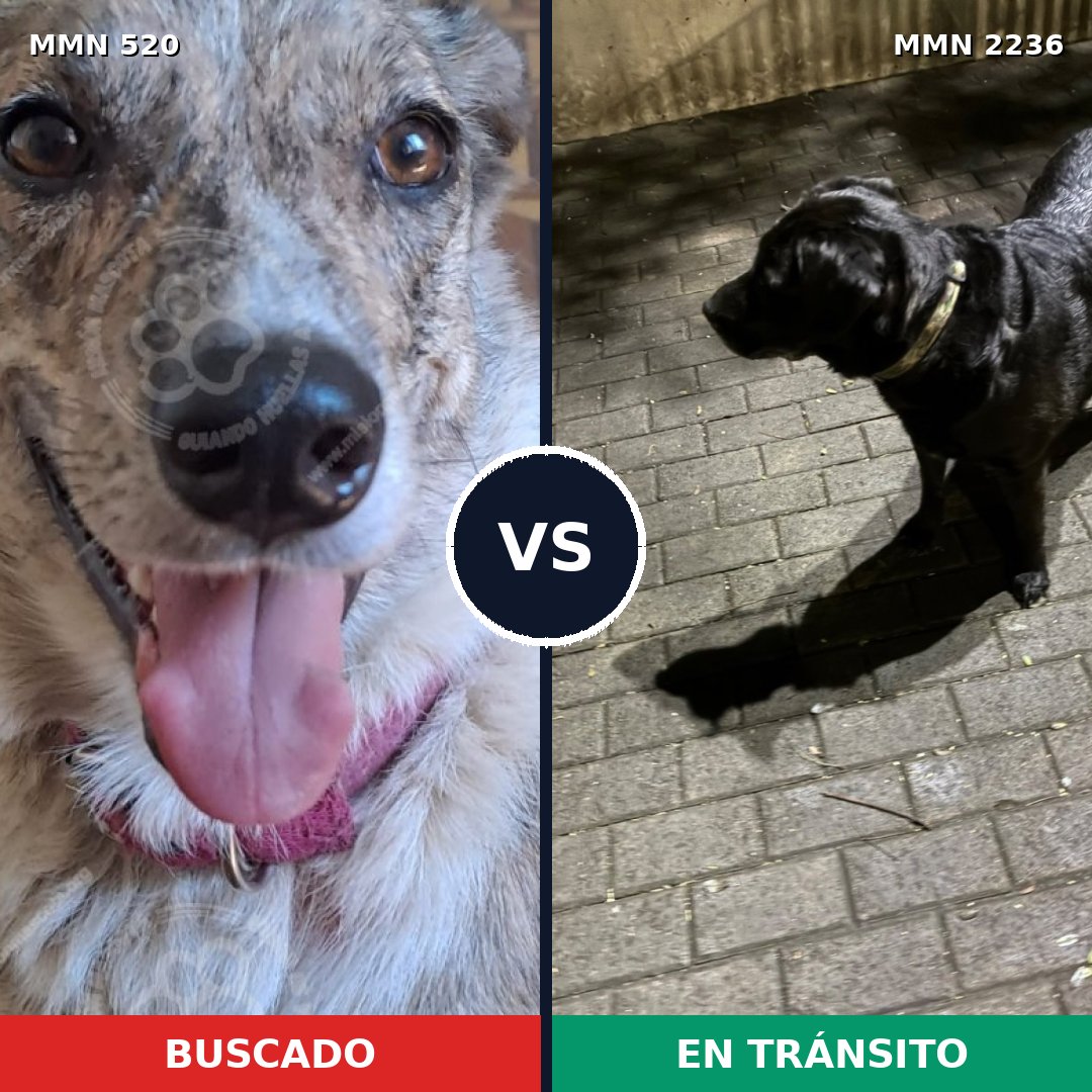 Comparativa MMS 67104: mascota perdida y mascota encontrada, 28% de similitud