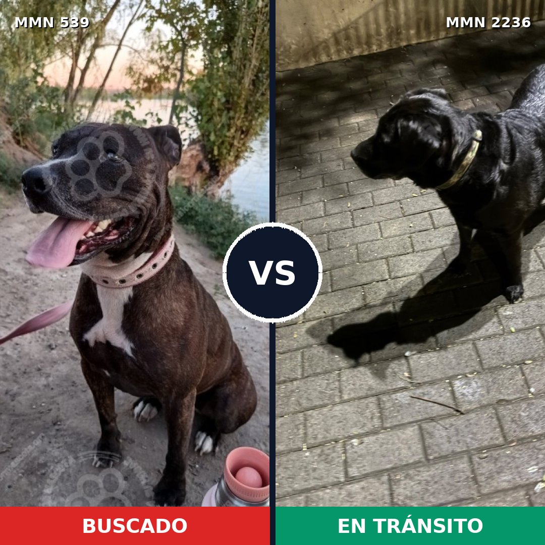 Comparativa MMS 67105: mascota perdida y mascota encontrada, 31% de similitud