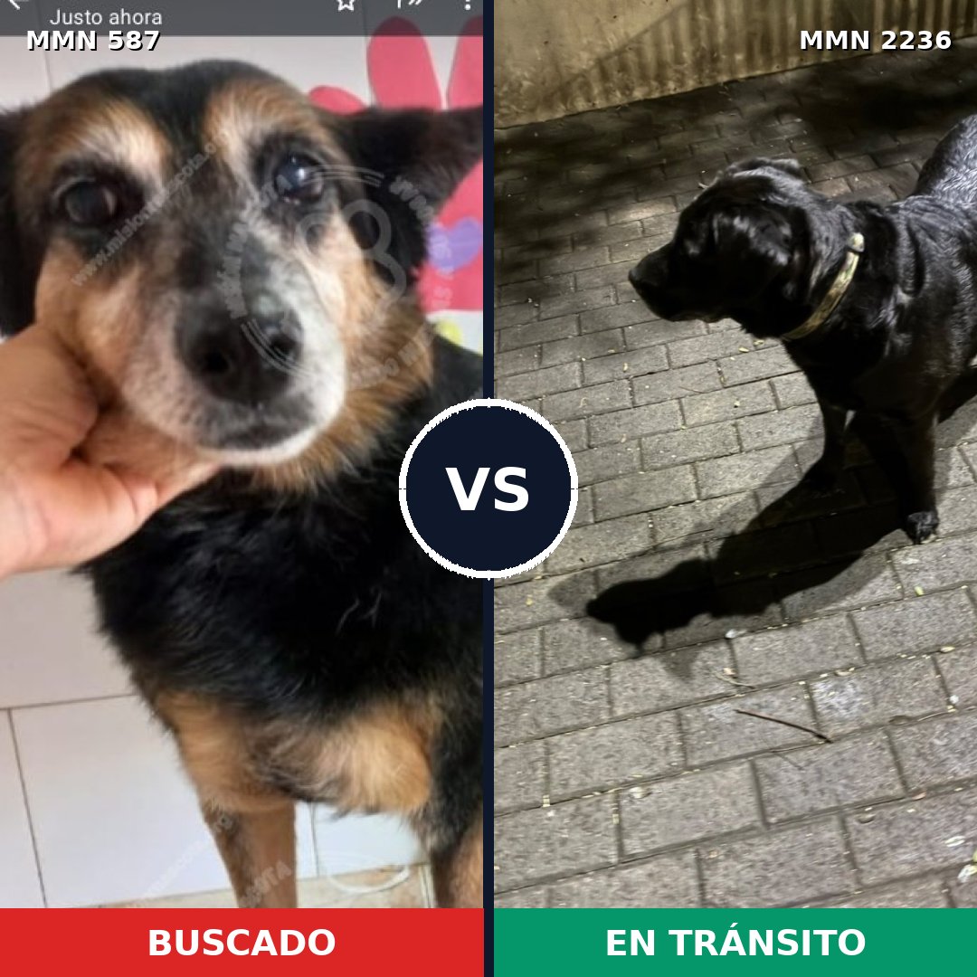 Comparativa MMS 67108: mascota perdida y mascota encontrada, 57% de similitud