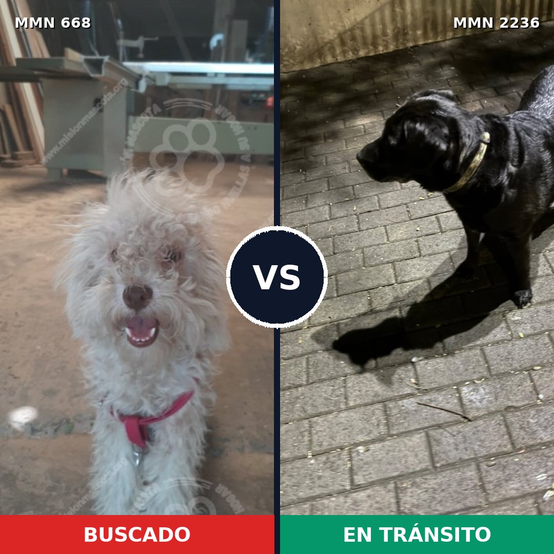 Comparativa MMS 67112: mascota perdida y mascota encontrada, 36% de similitud