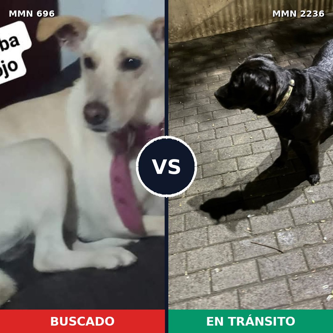 Comparativa MMS 67113: mascota perdida y mascota encontrada, 45% de similitud