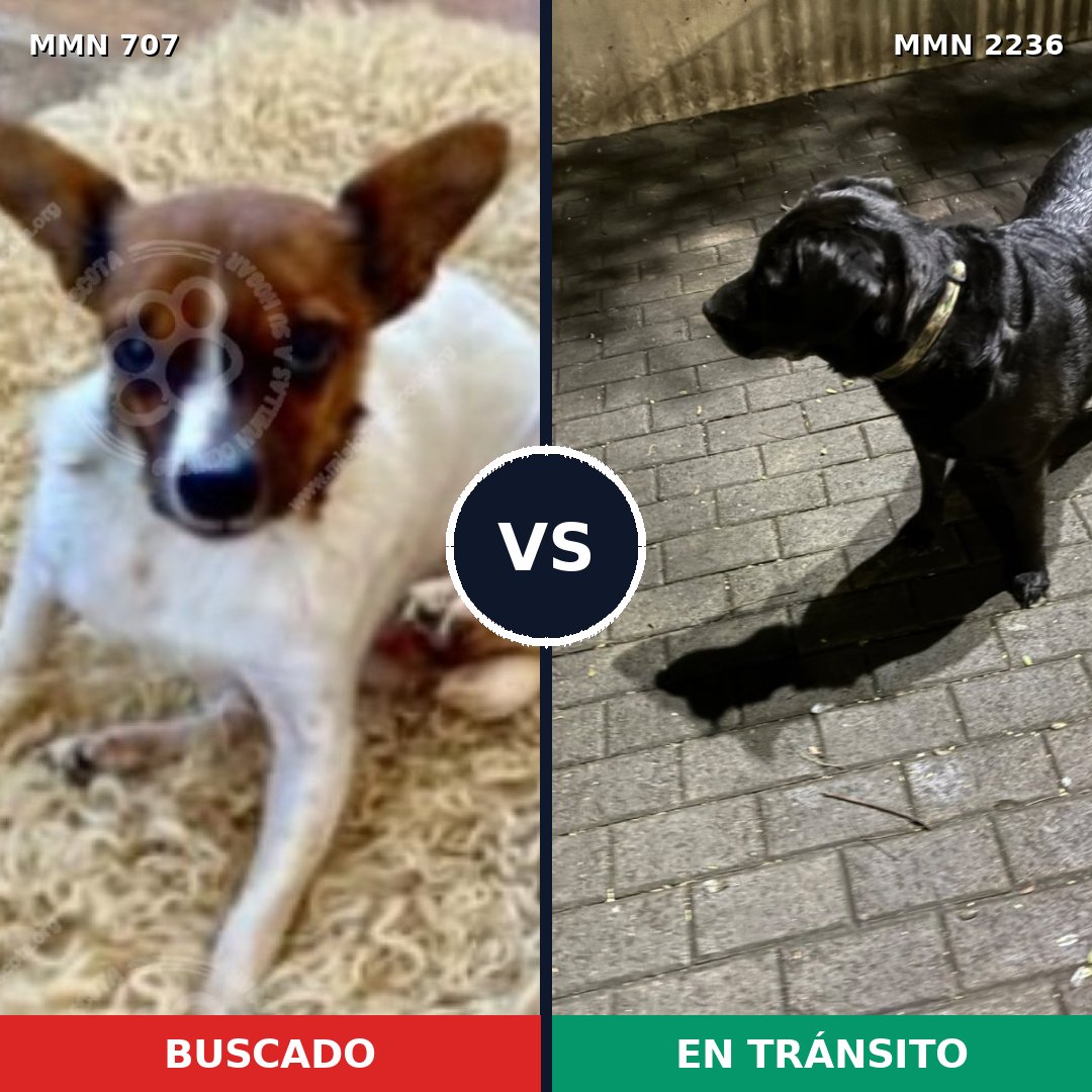 Comparativa MMS 67114: mascota perdida y mascota encontrada, 24% de similitud