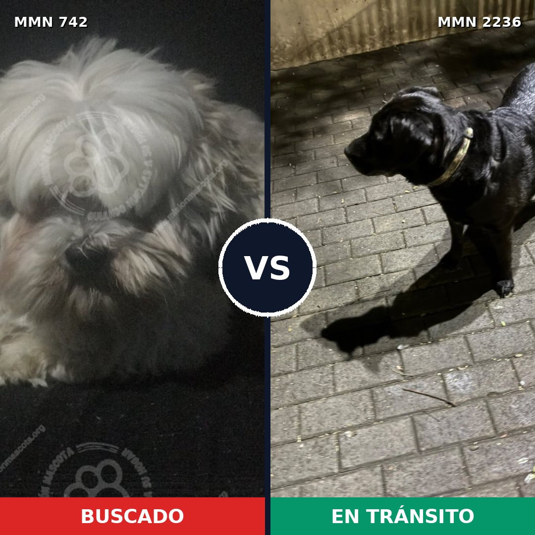Comparativa MMS 67117: mascota perdida y mascota encontrada, 25% de similitud