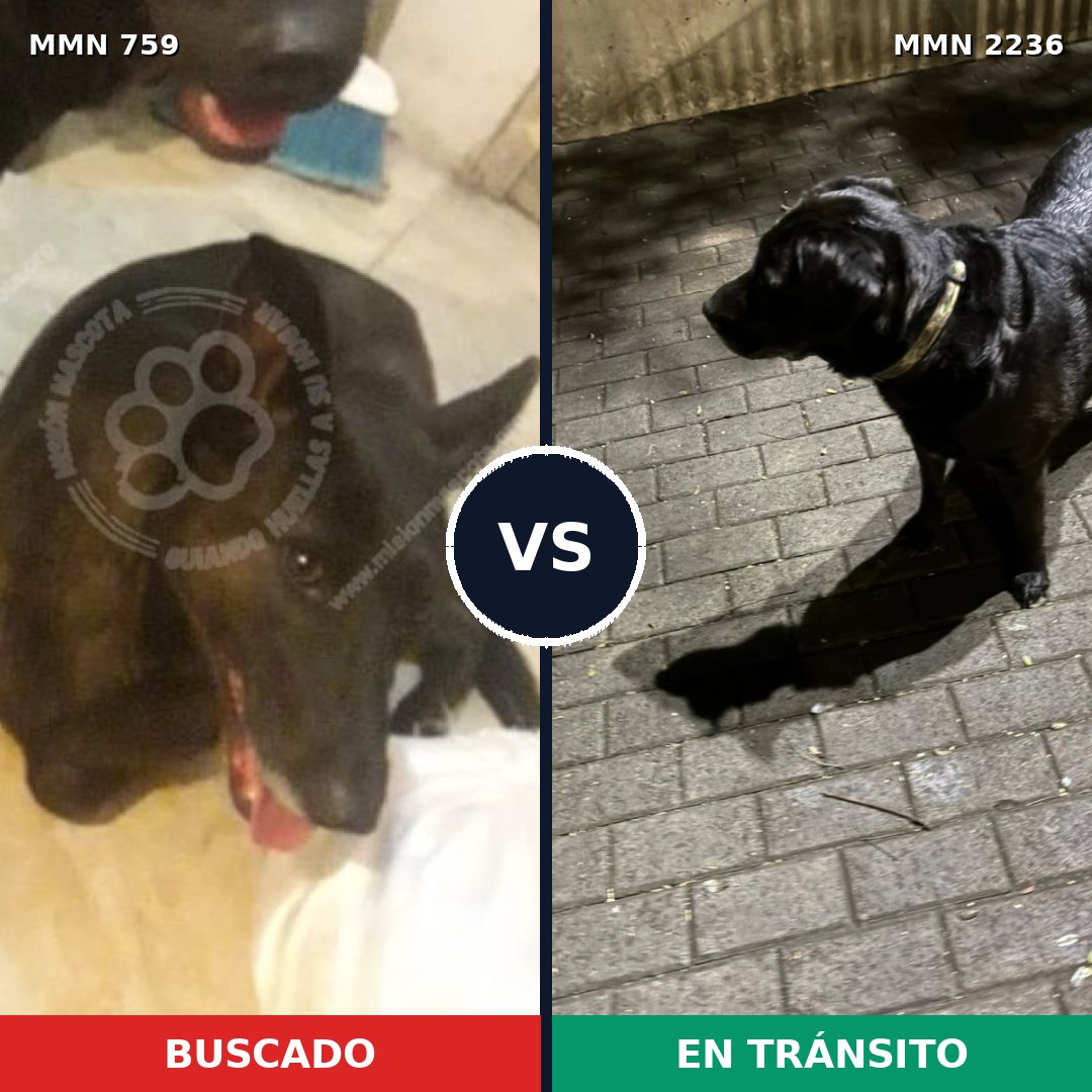 Comparativa MMS 67118: mascota perdida y mascota encontrada, 33% de similitud