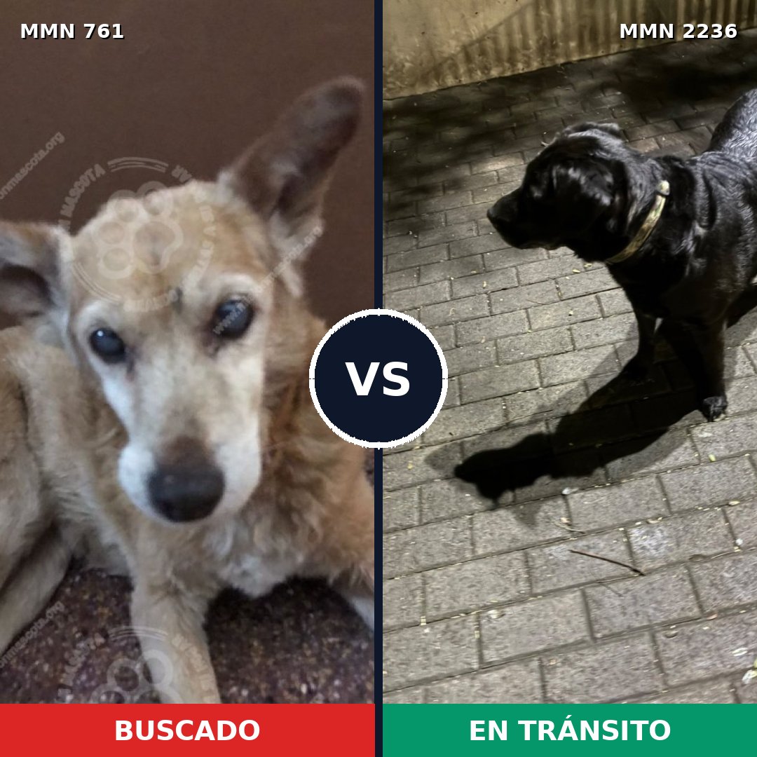 Comparativa MMS 67119: mascota perdida y mascota encontrada, 51% de similitud