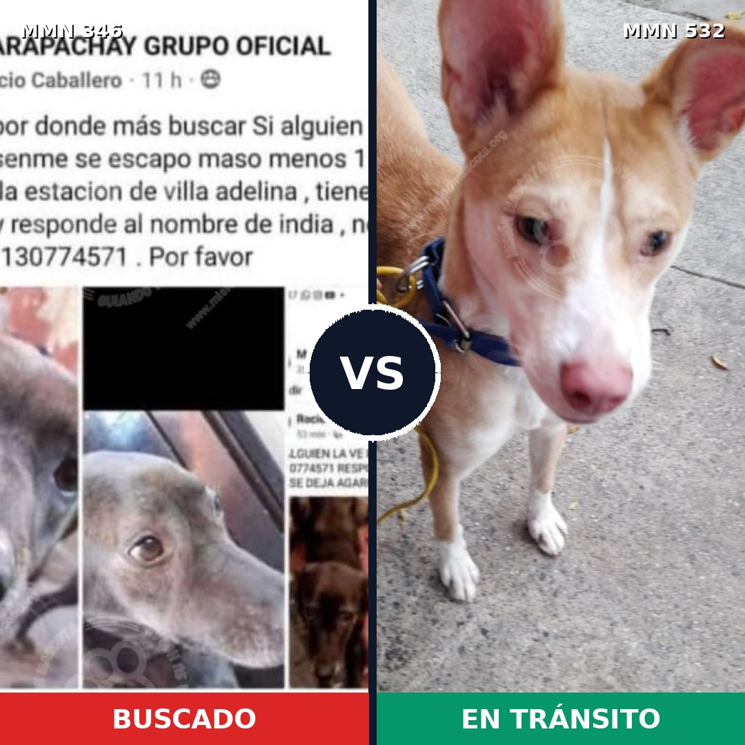 Comparativa MMS 6712: mascota perdida y mascota encontrada, 7% de similitud