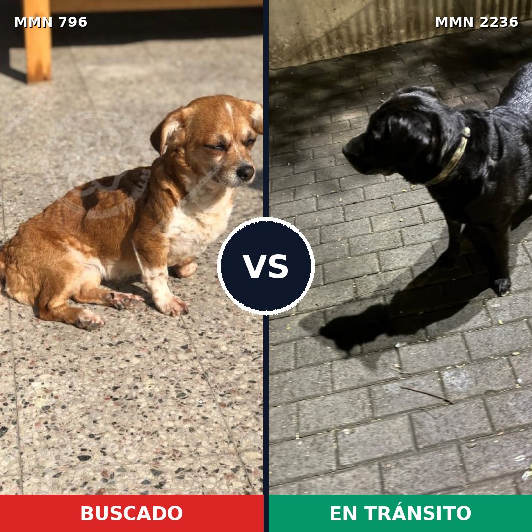 Comparativa MMS 67123: mascota perdida y mascota encontrada, 50% de similitud