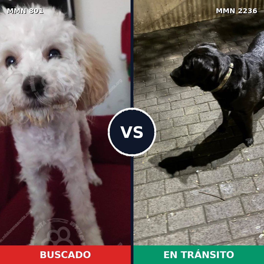 Comparativa MMS 67124: mascota perdida y mascota encontrada, 25% de similitud