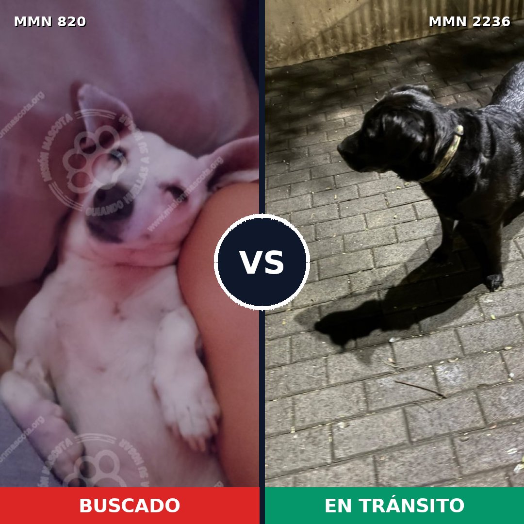 Comparativa MMS 67126: mascota perdida y mascota encontrada, 27% de similitud